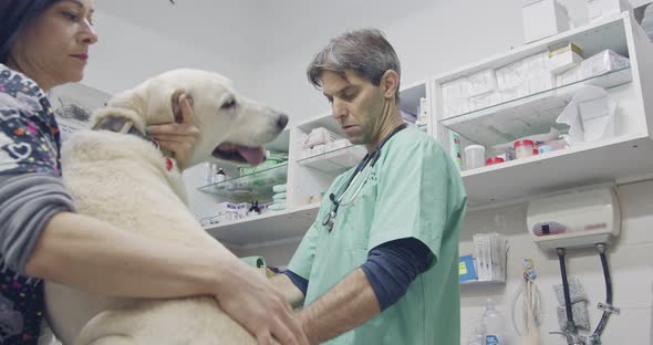 Veterinary surgery - Veterinarian checking a white dog in a pet clinic