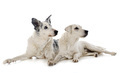 parson russell terrier and border collie - PhotoDune Item for Sale