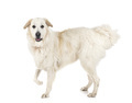 Pyrenean Mountain Dog - PhotoDune Item for Sale