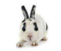 Rex rabbit in studio - PhotoDune Item for Sale