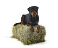 hay bale and rottweiler - PhotoDune Item for Sale