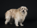 Pyrenean Sheepdog in studio - PhotoDune Item for Sale
