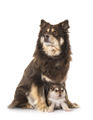 young Finnish Lapphunds in studio - PhotoDune Item for Sale