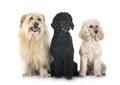 Pyrenean Sheepdog and poodles in studio - PhotoDune Item for Sale