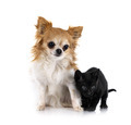 kitten and chihuahua in studio - PhotoDune Item for Sale