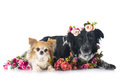 border collie and chihuahua in studio - PhotoDune Item for Sale