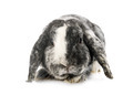 Lop rabbit rhoen in studio - PhotoDune Item for Sale