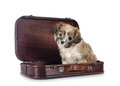 puppy Lhasa Apso - PhotoDune Item for Sale