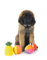 young Leonberger in studio - PhotoDune Item for Sale