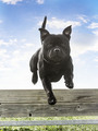 staffordshire bull terrier jumping - PhotoDune Item for Sale