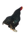 brahma chicken in studio - PhotoDune Item for Sale