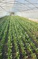 Organic vegetable plantation in a greenhouse. - PhotoDune Item for Sale