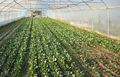 Greenhouse organic vegetable plantation. - PhotoDune Item for Sale