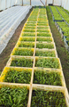 Organic vegetable seedlings in boxes, greenhouse plantation. - PhotoDune Item for Sale