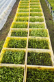 Organic vegetable seedlings in boxes. - PhotoDune Item for Sale