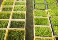 Close up picture of organic vegetable seedlings in containers, greenhouse plantation. - PhotoDune Item for Sale