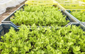 organic vegetable seedlings in boxes - PhotoDune Item for Sale
