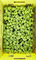organic vegetable seedlings in box, top down view - PhotoDune Item for Sale