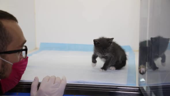 Sick kitten on examination by a veterinarian.