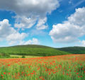 Sunny meadow of poppies. - PhotoDune Item for Sale