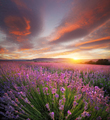 Meadow of lavender. - PhotoDune Item for Sale