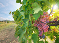 Bunches of red vine grapes on grape vine. - PhotoDune Item for Sale
