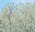 Spring flowers on tree - PhotoDune Item for Sale