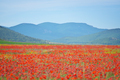 Poppy flower meadow at day in mountain - PhotoDune Item for Sale