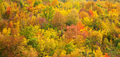 Autumn forest texture. - PhotoDune Item for Sale