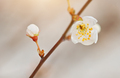Spring flower on tree - PhotoDune Item for Sale