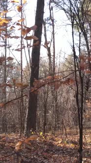 Vertical Video of an Autumn Forest During the Day