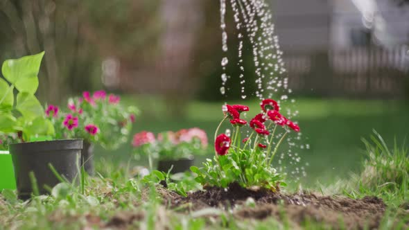 Slow Motion Video of Watering Flowers in the Garden with Water