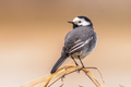 White wagtail perched on brown background - PhotoDune Item for Sale