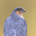 Eurasian sparrowhawk looking sideview in forest - PhotoDune Item for Sale