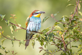 European Bee Eater perched on Branch - PhotoDune Item for Sale