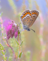 Silver Studded Blue Butterfly on Erica Heath - PhotoDune Item for Sale