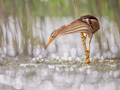 Little Bittern perched in reed - PhotoDune Item for Sale