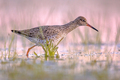 Common Redshank in Wetland during migration - PhotoDune Item for Sale