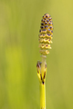 Flower of Marsh Horsetail - PhotoDune Item for Sale