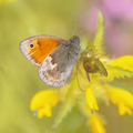 Small Heath Butterfly on Yellow Flower - PhotoDune Item for Sale