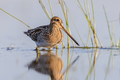 Common snipe in Wetland bright background - PhotoDune Item for Sale