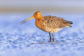 Black Tailed Godwit with Bright Background - PhotoDune Item for Sale