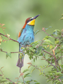 European Bee Eater perched on Branch - PhotoDune Item for Sale