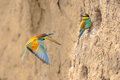 Couple of European Bee Eater flying in breeding colony - PhotoDune Item for Sale