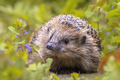 European hedgehog in garden with blue flowers - PhotoDune Item for Sale