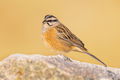 Rock bunting perched on stone - PhotoDune Item for Sale