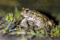 Natterjack toad on front legs - PhotoDune Item for Sale