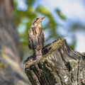 Eurasian wryneck camouflaged bird in breeding habitat - PhotoDune Item for Sale