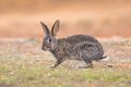 Wild European Rabbit looking at Camera - PhotoDune Item for Sale