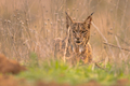 Iberian Lynx in Ambush near Rabbit Residence - PhotoDune Item for Sale